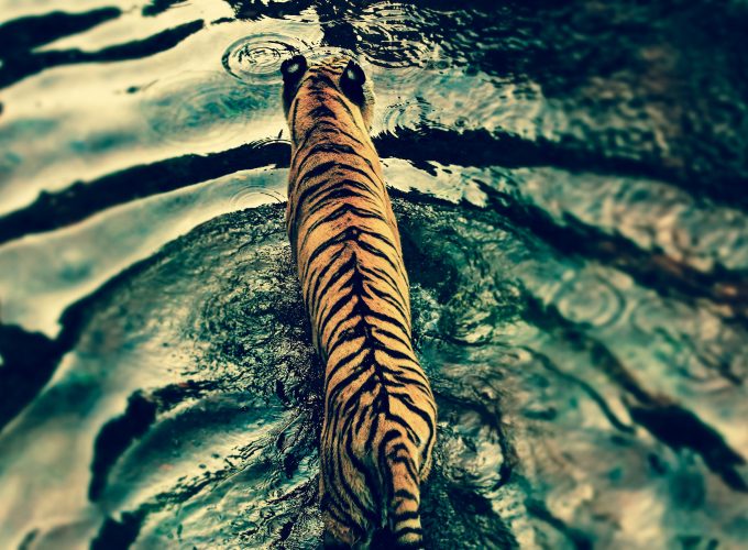 Wallpaper Tiger, water, cute animals, Animals 878185627